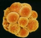 Tag 3 - 4 Las células de dividen en dos grupos. El grupo interior prepara la formación del embrio y el segundo la capa protectora que asegurará la anidación y la alimentación