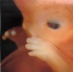 8. Semana  El feto ya tiene sus huellas dactilares inconfundibles para toda la vida. Hace ejercicios de respiracón y sabe tragar al beber el líquido que lo rodea. En la palma de su mano aparecen los delicados trazos de las línes. Poco a poco se forman los 110 huesos que alcanzarán su forma definitiva recién muchos años después cuando pasará a la edad adulta. (Tamaño: 4 cms)