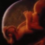 14. - 17. Semana  El feto mueve la cabeza, los brazos, las piernos y los labios. Los ojos y los oídos han alcanzdo  su lugar definitivo. La circulación está perfecta.