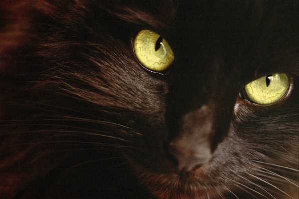 supersticiones gato negro