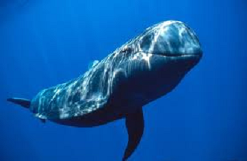 La Ballena Lola: dejar que te ayuden
